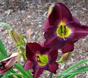 growing daylilies a must have in the garden, flowers, gardening