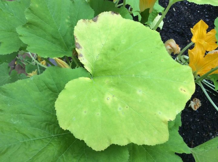 q spots on squash and cucumber leaves, gardening, homesteading, spots on leaves
