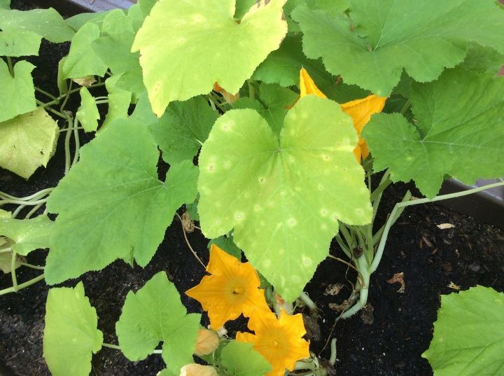 q spots on squash and cucumber leaves, gardening, homesteading, spots and yellowing
