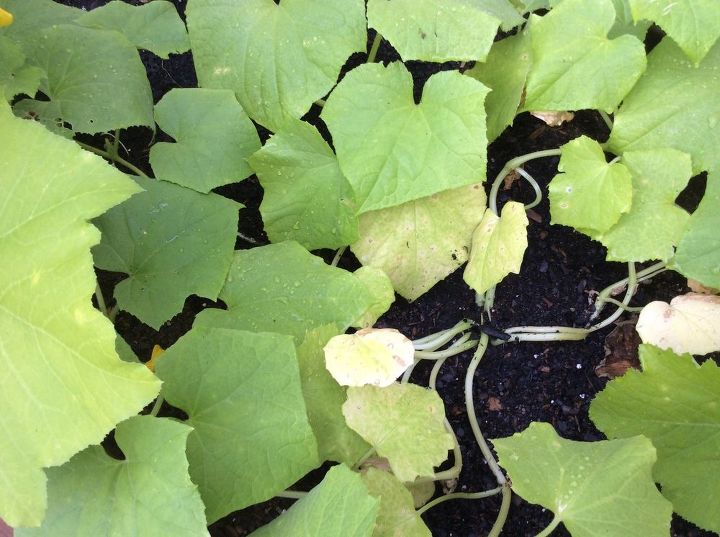 q spots on squash and cucumber leaves, gardening, homesteading, more of the same