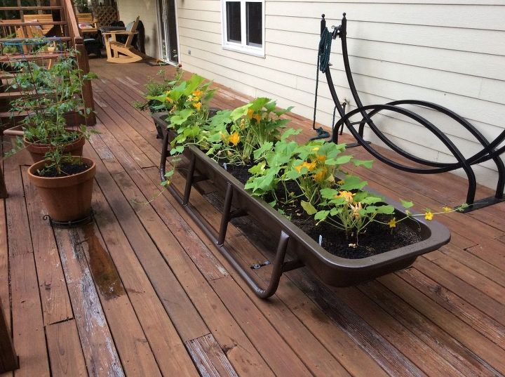 q spots on squash and cucumber leaves, gardening, homesteading, what I did this year I bought a feeding trough Sprayed the outside the metal and vinyl Drilled holes in the bottom for drainage This way not sitting on the wooden deck but above It looks really good It is 10 ft long and has 4 plants in there