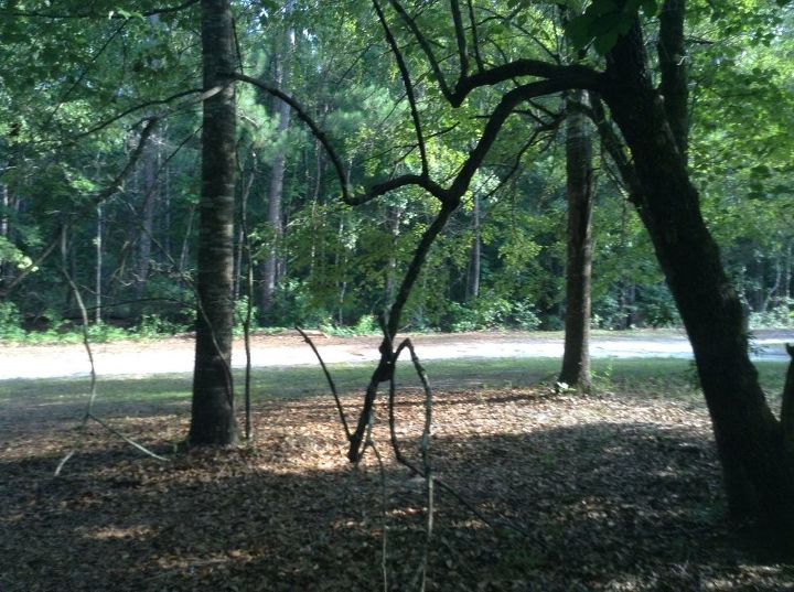 How To Get Rid Of Bugs On A Tree Used As Decoraton Hometalk