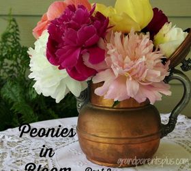 Have You Ever Seen Peonies Like This? So Many Varieties!