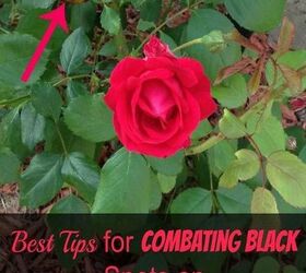 how to combat black spots on roses, flowers, gardening, how to