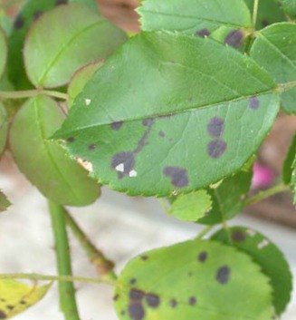 how to combat black spots on roses, flowers, gardening, how to