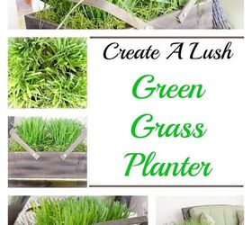 cat grass seeds spanish moss inexpensive lush green planter, container gardening, gardening