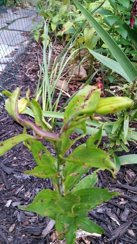 q lilies are dying after the rain, flowers, gardening