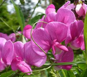7 favorite climbing plants to wow your outdoor space, flowers, gardening