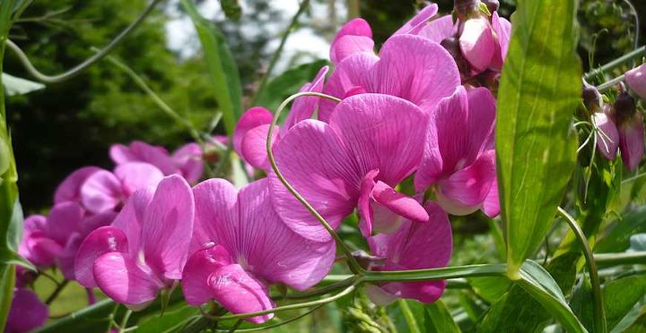 7 favorite climbing plants to wow your outdoor space, flowers, gardening