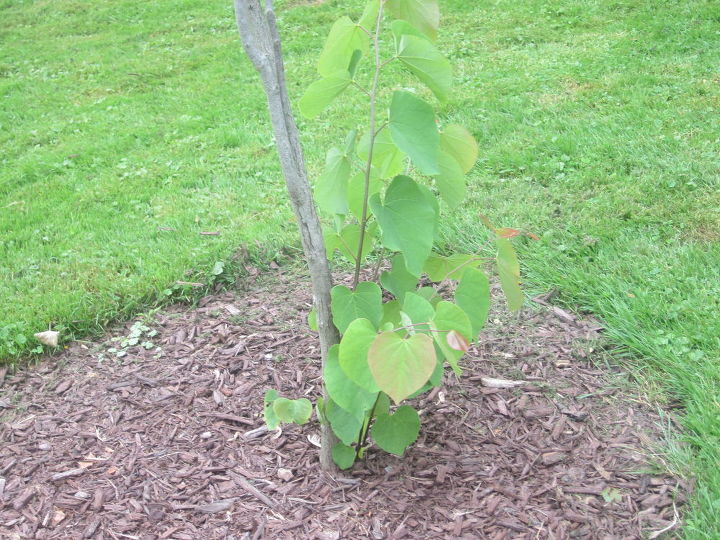 q tree not doing well, gardening, landscape