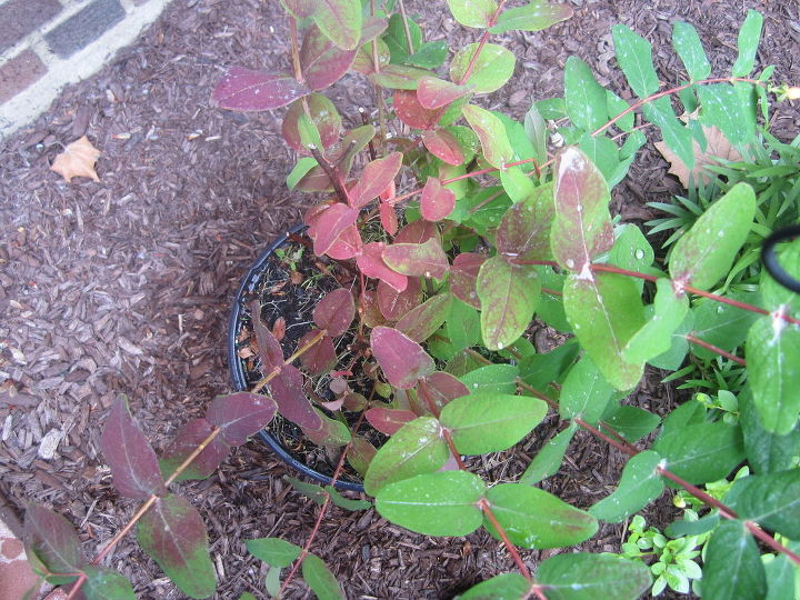 q plant identification and care needed, flowers, gardening, landscape