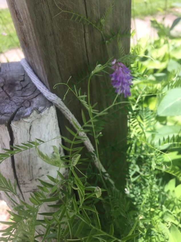 de nuevo identificacin de plantas