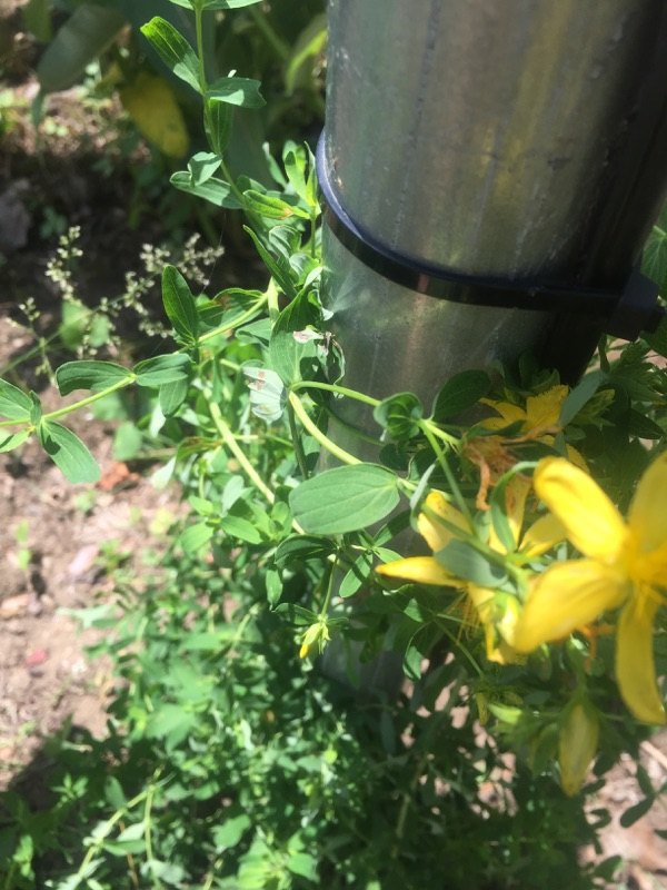 novamente identificao da planta, Trepadeira com flores amarelas close up das p talas