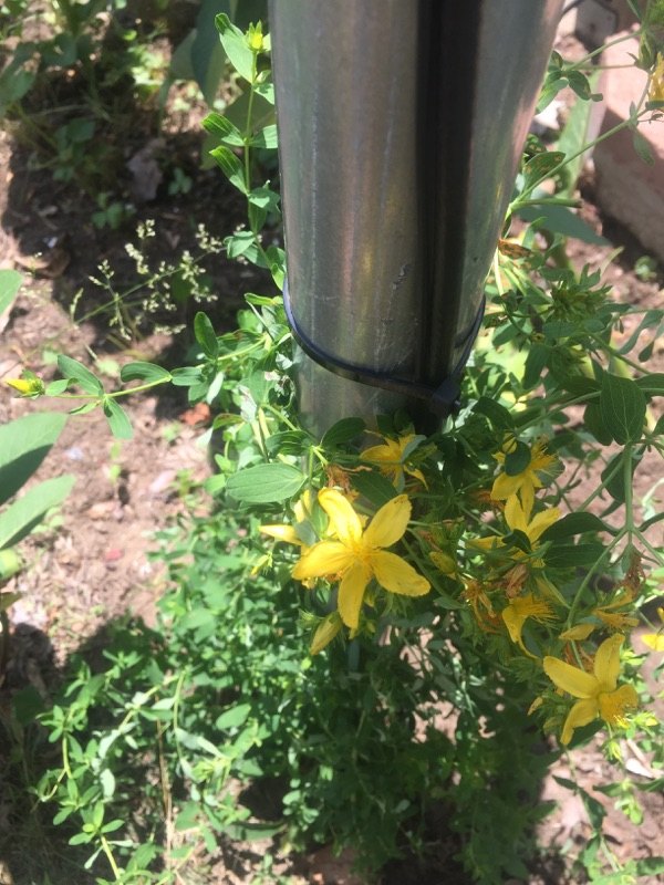 q plant identification, flowers, gardening, Looks like a yellow star fish