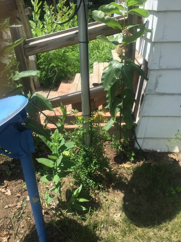 q plant identification, flowers, gardening, perspective of the yellow