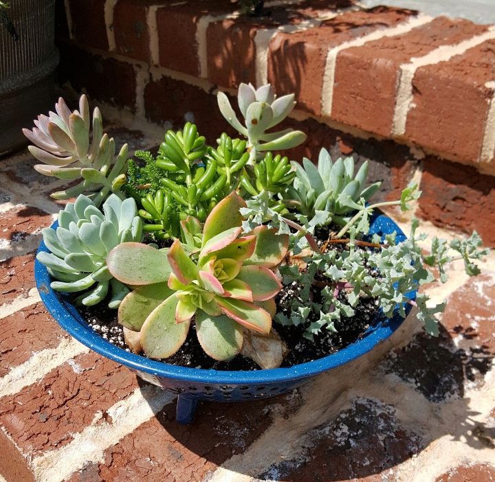 vintage collander turned succulent planter, container gardening, flowers, gardening, repurposing upcycling, succulents, Simply lovely IMO