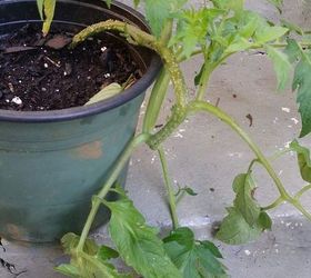q sprawling tomato id, container gardening, gardening, homesteading, Bumpy stalks very firm and twisty