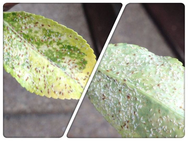 q bugs on christmas cactus, gardening, pest control, Small bugs are covering the plant