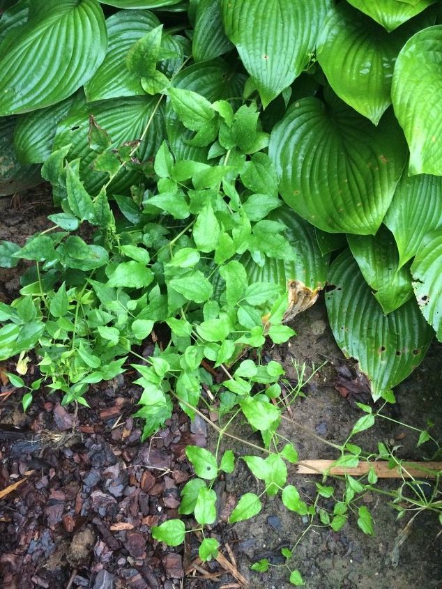 q plant identification, gardening, It s bright green and other poison ivy in our yard is darker