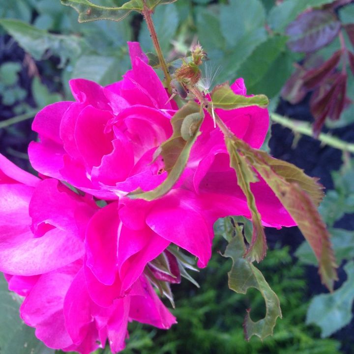 q how to get rid of worms eating roses, flowers, gardening, pest control
