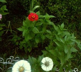 hello hello hello daisies zinnias gladiolus, flowers, gardening