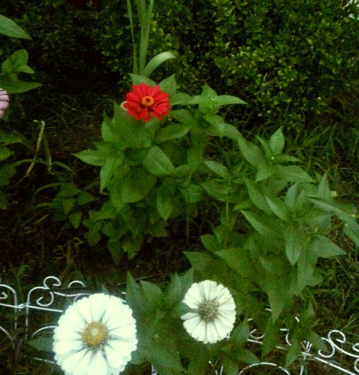 hello hello hello daisies zinnias gladiolus, flowers, gardening