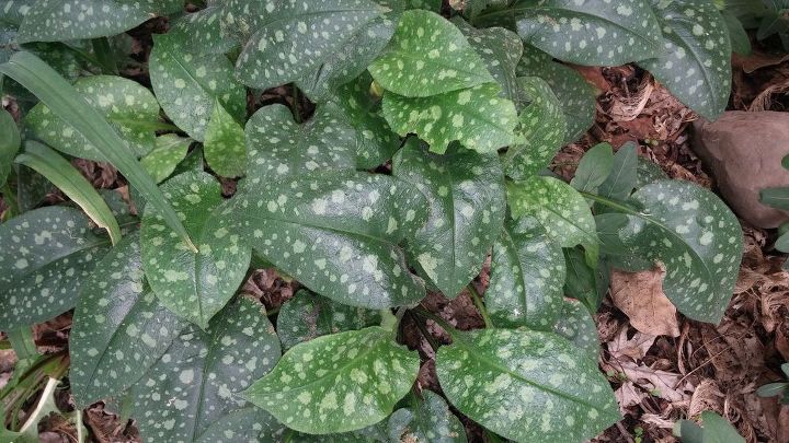 House Plant Identification | Hometalk