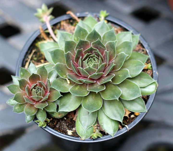 growing hens chicks the hardy succulents, container gardening, flowers, gardening, succulents