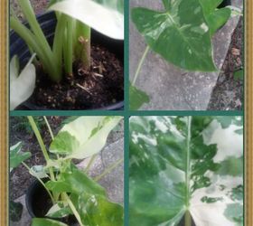 q type of elephant ear, container gardening, gardening, Upper left picture of plant stem Other three pictures of leaves