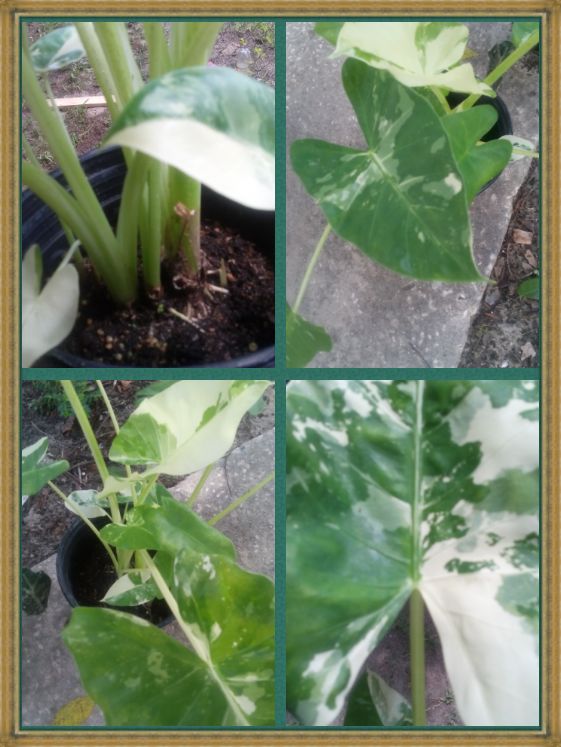 q type of elephant ear, container gardening, gardening, Upper left picture of plant stem Other three pictures of leaves