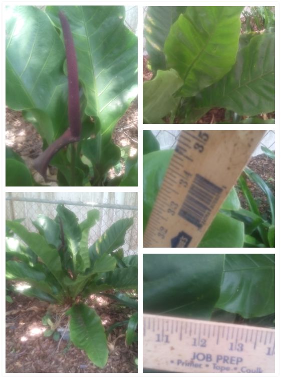 q peace lily flower id, flowers, gardening, Top left picture of bloom Top right picture of whole plant Bottom left width of leaves Bottom right height of leaves