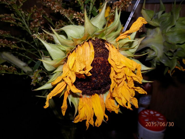 q drying sunflower seeds to plant, flowers, gardening