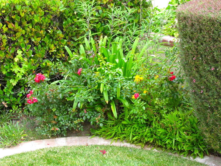 rescue plants coffee grounds and yard plants in so california, container gardening, flowers, gardening, landscape, Ground cover roses and agapanthus plants