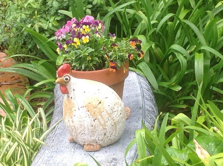 rescue plants coffee grounds and yard plants in so california, container gardening, flowers, gardening, landscape, Back yard chicken on a bench with pansies