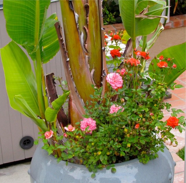 rescue plants coffee grounds and yard plants in so california, container gardening, flowers, gardening, landscape, Banana plant with mini roses in large pot