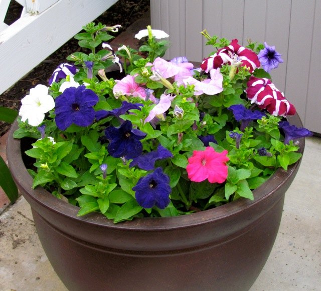 rescue plants coffee grounds and yard plants in so california, container gardening, flowers, gardening, landscape, Pretty Potted Petunias