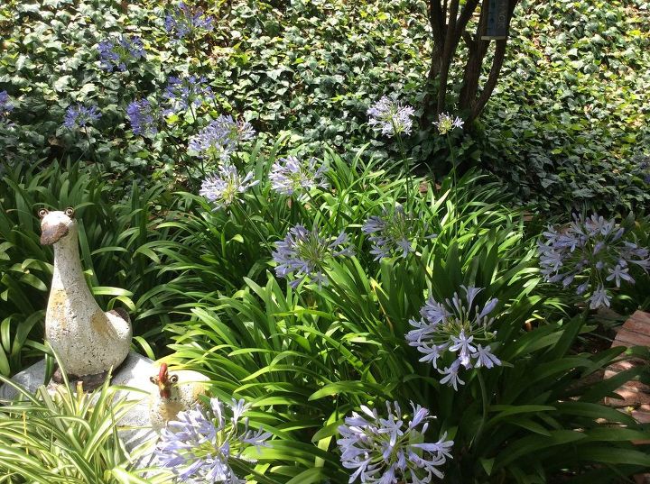 rescue plants coffee grounds and yard plants in so california, container gardening, flowers, gardening, landscape, Goose and chicken in agapanthus patch