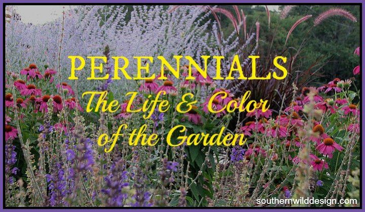planting perennials in sunny garden, flowers, gardening, perennial