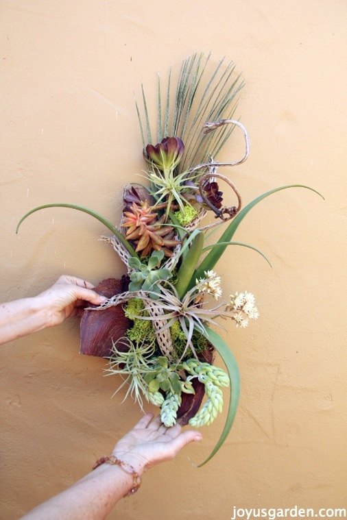 creating succulent wall art on palm debris, crafts, flowers, how to, repurposing upcycling, succulents, wall decor