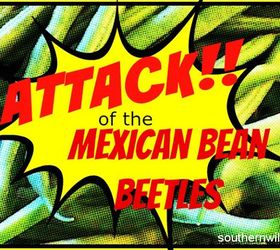 how to get rid of mexican bean beetle, gardening, pest control