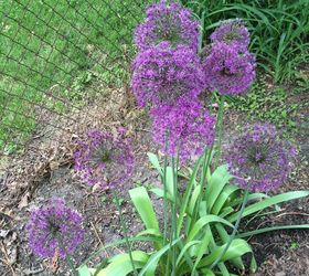 Repurposed Dried up Allium Flowers Hometalk