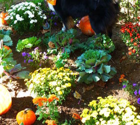 how to keep my dog out of my flower garden