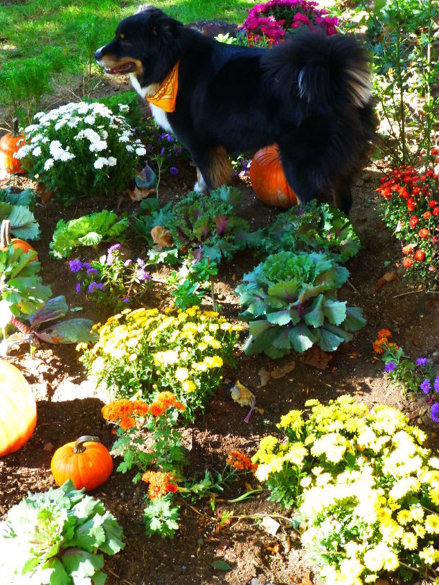How To Keep Dog Out Of Backyard Garden Hometalk