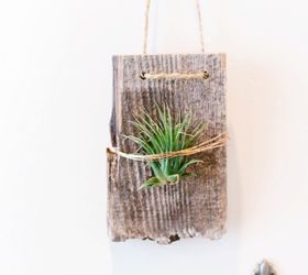 wall mounted air plants, container gardening, gardening, how to