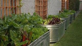 How To Keep Dog Out Of Backyard Garden Hometalk