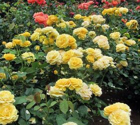 the best way to feed roses organically naturally, flowers, gardening, how to