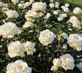 the best way to feed roses organically naturally, flowers, gardening, how to