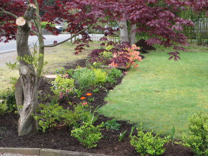 bringing a yard back to life, flowers, gardening, landscape, perennial