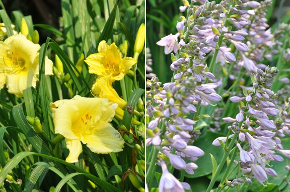 core mid summer plants pretty flowers combinations, flowers, gardening
