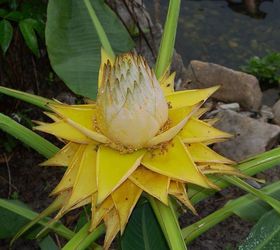 q growing banana lotus, flowers, gardening, landscape